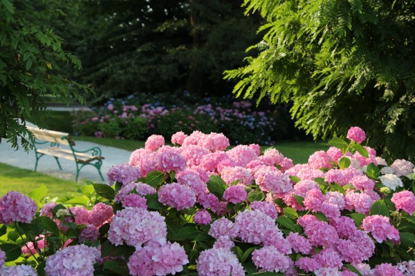 TERME SNOVIK E FIORI E VERDI DELL'ARBORETUM VOLČJI POTOK