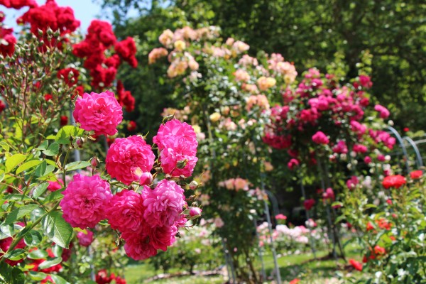 TERME SNOVIK E FIORI E VERDI DELL'ARBORETUM VOLČJI POTOK