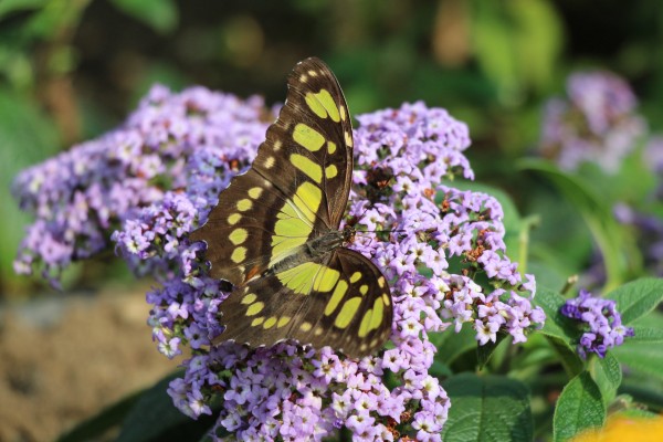 TERME SNOVIK E FIORI E VERDI DELL'ARBORETUM VOLČJI POTOK